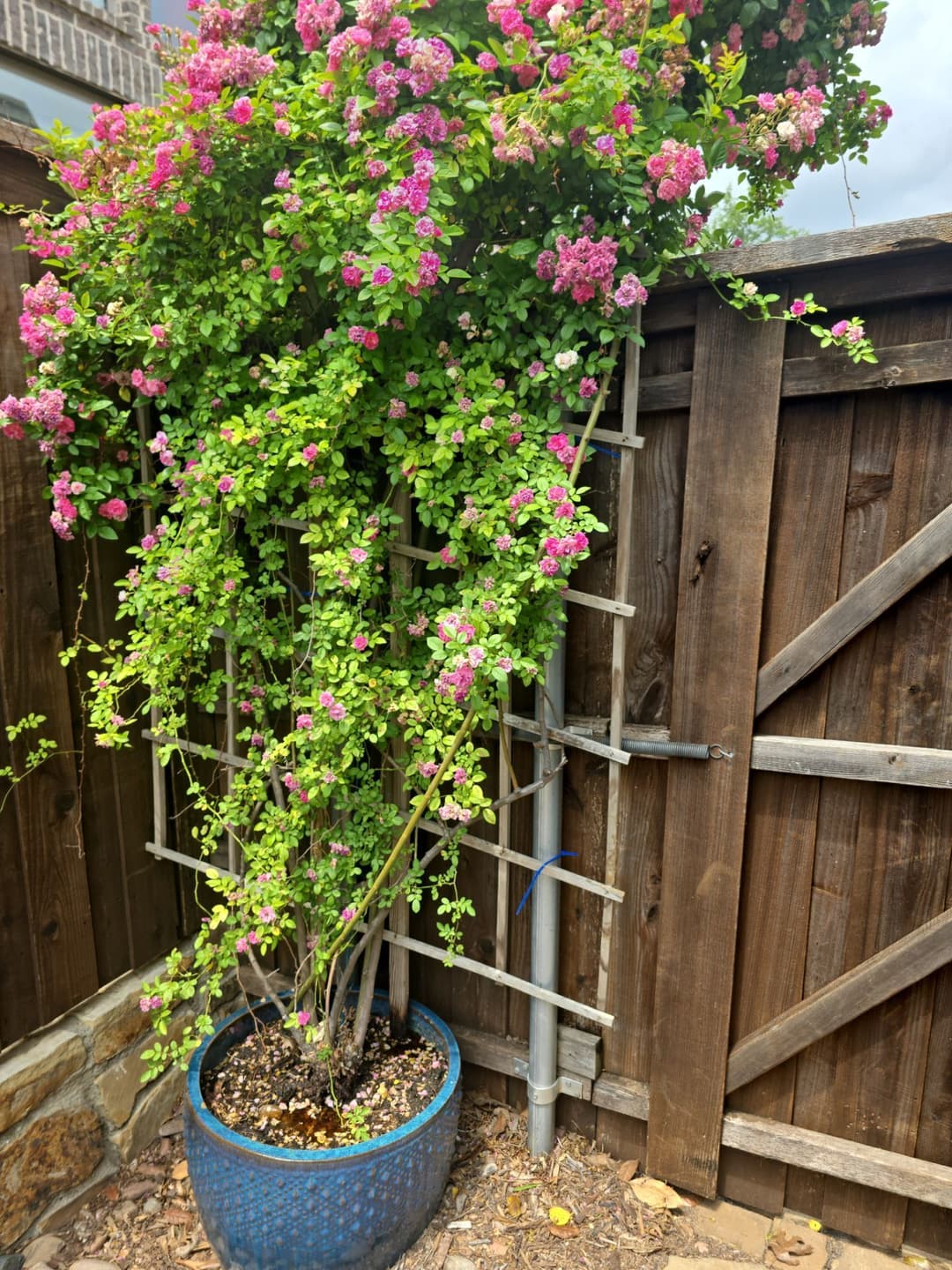 Pink flowering plant climbing a wooden trellis beside a rustic wooden fence.